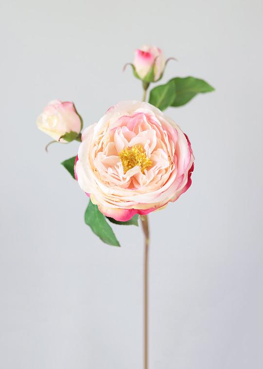 Pink Fuchsia Real Touch English Cabbage Rose 22.5″ Tall