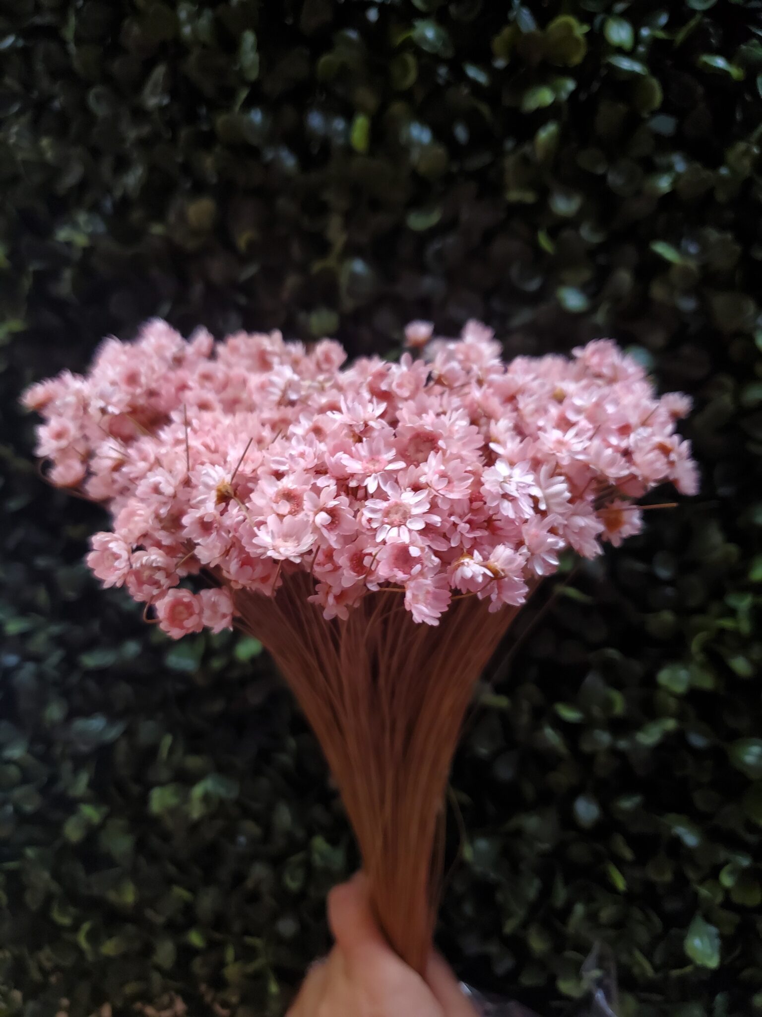 Dried Star Flowers Pink Panysilkny